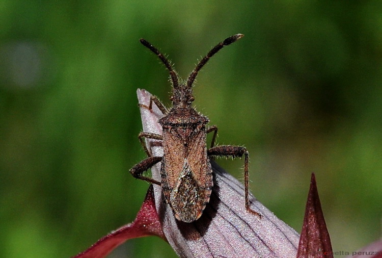 Coriomeris denticulatus